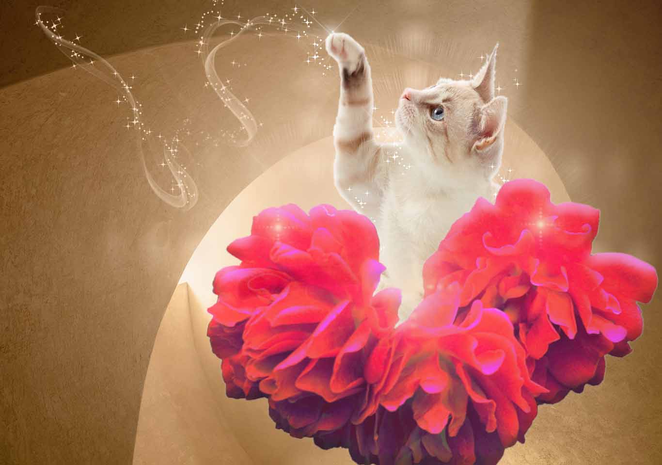 cat magician
